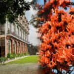 Best Resort in Jharkhand to Witness the Palash Bloom