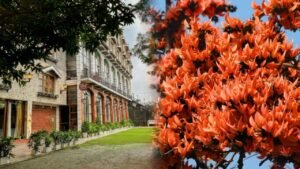 Best Resort in Jharkhand to Witness the Palash Bloom